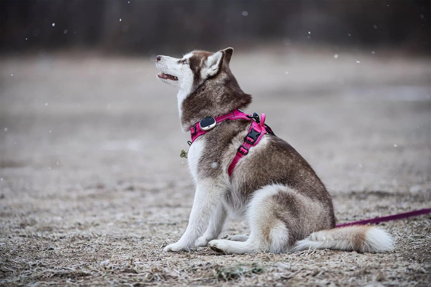 Truelove Adjustable No-Pull Dog Harness Reflective Pup Vest Harnesses Comfortable Control Brilliant Colors Tlh5651(Fushcia,Xs)