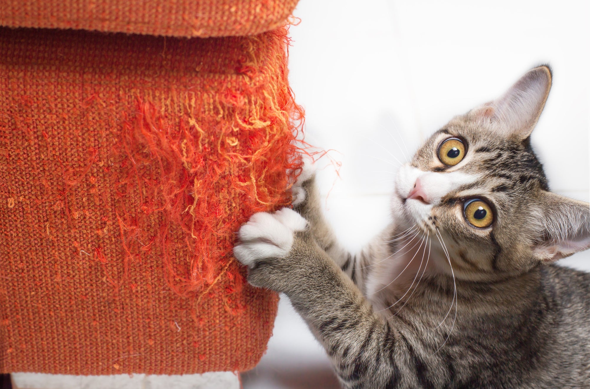 hero cat image