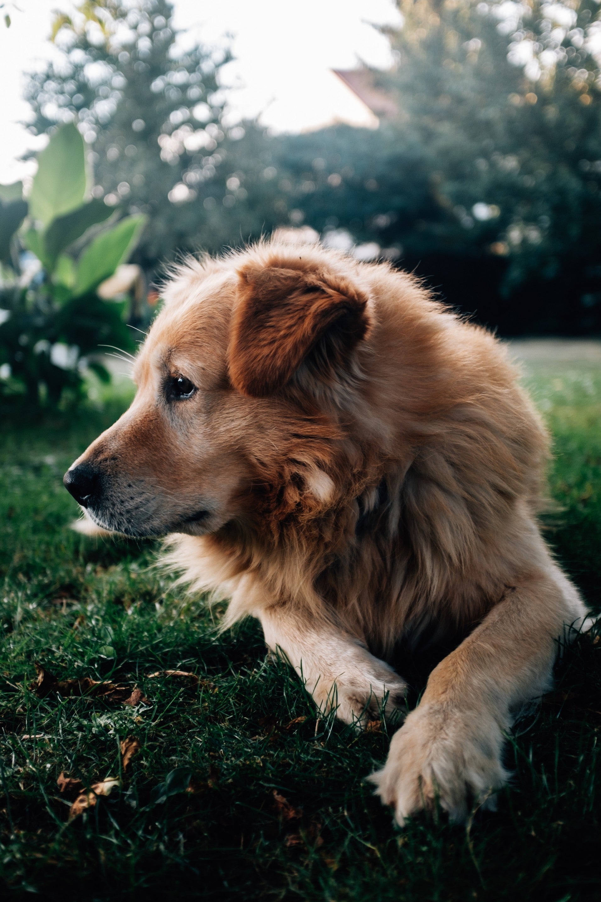 hero dog image 