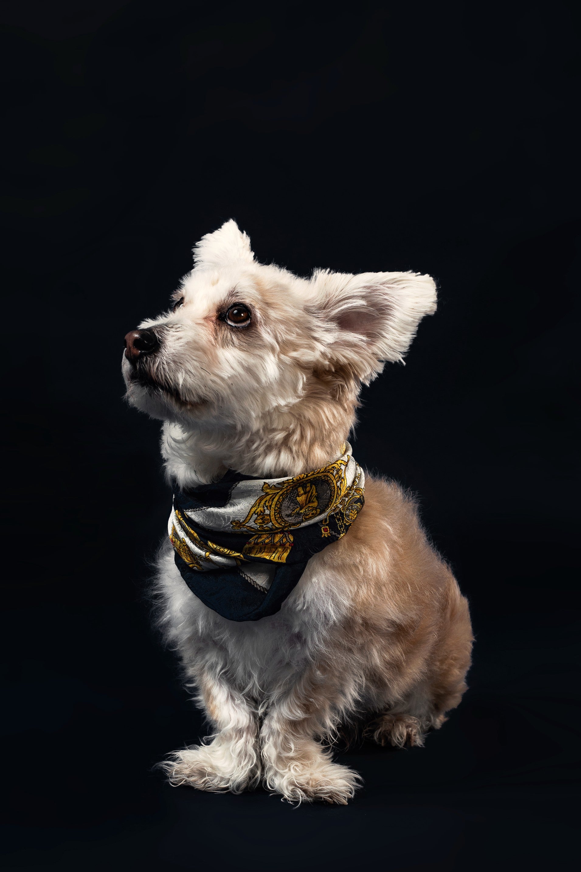 hero dog image with collar  